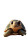 Desert Tortoise Smile Vinyl Car Decal Sticker – Waterproof & UV-Resistant 