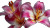 Lily Flowers Close Vinyl Car Decal Sticker – Waterproof & UV-Resistant 