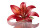 Red Lily Bloom Vinyl Car Decal Sticker – Waterproof & UV-Resistant 