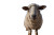 Sheep For Qurban Vinyl Car Decal Sticker – Waterproof & UV-Resistant 