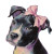 Moody Pitbull Puppy Vinyl Car Decal Sticker – Waterproof & UV-Resistant 