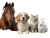 Animals In Field Vinyl Car Decal Sticker – Waterproof & UV-Resistant 