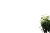 Sunlit Green Plant Vinyl Car Decal Sticker – Waterproof & UV-Resistant 