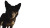 Dog'S Family View Vinyl Car Decal Sticker – Waterproof & UV-Resistant 
