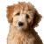 Golden Doodle Puppy Vinyl Car Decal Sticker – Waterproof & UV-Resistant 