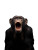 Screaming Chimpanzee Vinyl Car Decal Sticker – Waterproof & UV-Resistant 