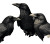 Mischievous Crows Trio Vinyl Car Decal Sticker – Waterproof & UV-Resistant 