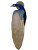 Divine Peacock Display Vinyl Car Decal Sticker – Waterproof & UV-Resistant 