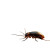 Cockroach On Toy Vinyl Car Decal Sticker – Waterproof & UV-Resistant 