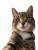 Smiling Cat Selfie V3 Vinyl Car Decal Sticker – Waterproof & UV-Resistant 