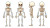 Skeleton Character Design Vinyl Car Decal Sticker – Waterproof & UV-Resistant 