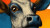 Cartoon Cow Close-Up Vinyl Car Decal Sticker – Waterproof & UV-Resistant 
