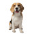 Cute Beagle Vinyl Car Decal Sticker – Waterproof & UV-Resistant 