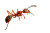 Red Ant Macro Vinyl Car Decal Sticker – Waterproof & UV-Resistant 