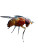 Fruit Fly Macro Vinyl Car Decal Sticker – Waterproof & UV-Resistant 