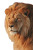 Golden Lion Vinyl Car Decal Sticker – Waterproof & UV-Resistant 