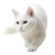 Hunting Cat Pose Vinyl Car Decal Sticker – Waterproof & UV-Resistant 