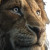 Wise Lion Vinyl Car Decal Sticker – Waterproof & UV-Resistant 