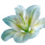 White Lily Macro Vinyl Car Decal Sticker – Waterproof & UV-Resistant 