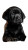 Sad Baby Labrador Vinyl Car Decal Sticker – Waterproof & UV-Resistant 