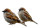 Sparrows At Paris Vinyl Car Decal Sticker – Waterproof & UV-Resistant 
