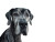 Great Dane Dog Vinyl Car Decal Sticker – Waterproof & UV-Resistant 