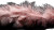 Pink Feathers Close-Up Vinyl Car Decal Sticker – Waterproof & UV-Resistant 