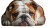Funny English Bulldog Vinyl Car Decal Sticker – Waterproof & UV-Resistant 