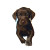 Happy Black Labrador Vinyl Car Decal Sticker – Waterproof & UV-Resistant 