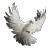 White Dove V4 Vinyl Car Decal Sticker – Waterproof & UV-Resistant 