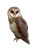 Australian Masked Owl Vinyl Car Decal Sticker – Waterproof & UV-Resistant 
