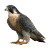 Peregrine Falcon V3 Vinyl Car Decal Sticker – Waterproof & UV-Resistant 