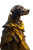 Fantasy Adventurer Hound Vinyl Car Decal Sticker – Waterproof & UV-Resistant 
