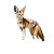 Fennec In Desert Vinyl Car Decal Sticker – Waterproof & UV-Resistant 