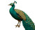 Majestic Peacock V2 Vinyl Car Decal Sticker – Waterproof & UV-Resistant 