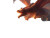 Flame Dragon Attack V2 Vinyl Car Decal Sticker – Waterproof & UV-Resistant 