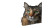 Curious Cat V4 Vinyl Car Decal Sticker – Waterproof & UV-Resistant 