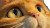Orange Cat Gaze Vinyl Car Decal Sticker – Waterproof & UV-Resistant 