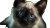 Cute Siamese Kitten Vinyl Car Decal Sticker – Waterproof & UV-Resistant 