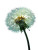 Dandelion In Seeds Vinyl Car Decal Sticker – Waterproof & UV-Resistant 
