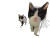Chasing Cats Vinyl Car Decal Sticker – Waterproof & UV-Resistant 