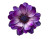 Purple Open Flower Vinyl Car Decal Sticker – Waterproof & UV-Resistant 