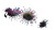 Carnivorous Plants Close-Up Vinyl Car Decal Sticker – Waterproof & UV-Resistant 