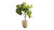 Indoor Fig Tree Vinyl Car Decal Sticker – Waterproof & UV-Resistant 
