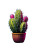 Cactus V2 Vinyl Car Decal Sticker – Waterproof & UV-Resistant 