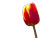 Vibrant Blooming Tulip Vinyl Car Decal Sticker – Waterproof & UV-Resistant 
