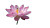 Blooming Pink Lotus Vinyl Car Decal Sticker – Waterproof & UV-Resistant 