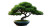 Elegant Bonsai Tree Vinyl Car Decal Sticker – Waterproof & UV-Resistant 