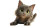 Grey Long-Haired Cat Vinyl Car Decal Sticker – Waterproof & UV-Resistant 