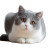 Chubby British Shorthair V3 Vinyl Car Decal Sticker – Waterproof & UV-Resistant 